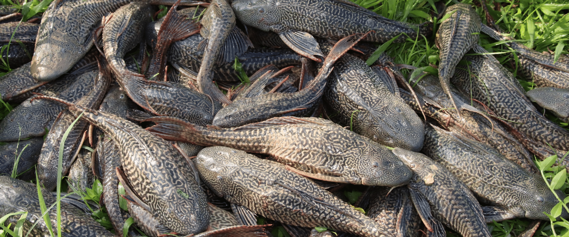 Invasive fish a ticking bomb, threatening native species: Fisheries Dept