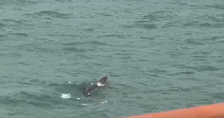 Buaya di Teluk Batik: Perhilitan pantau persekitaran, nasihat orang awam waspada