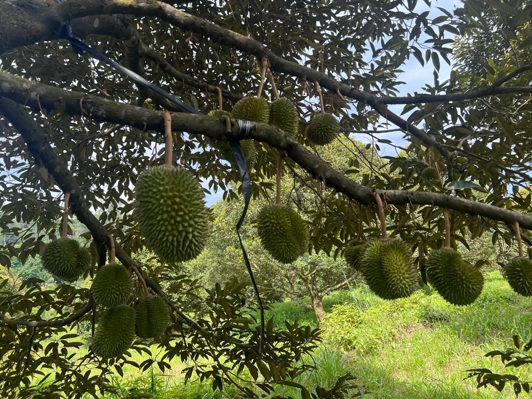 圣诞节学校假期好去处！ 雪州水果谷正值榴莲红毛丹季节