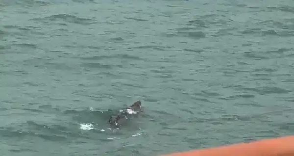 தெலுக் பாத்தேக்கில் முதலை- பொது மக்கள் எச்சரிக்கையுடன் இருக்க அறிவுறுத்தல்