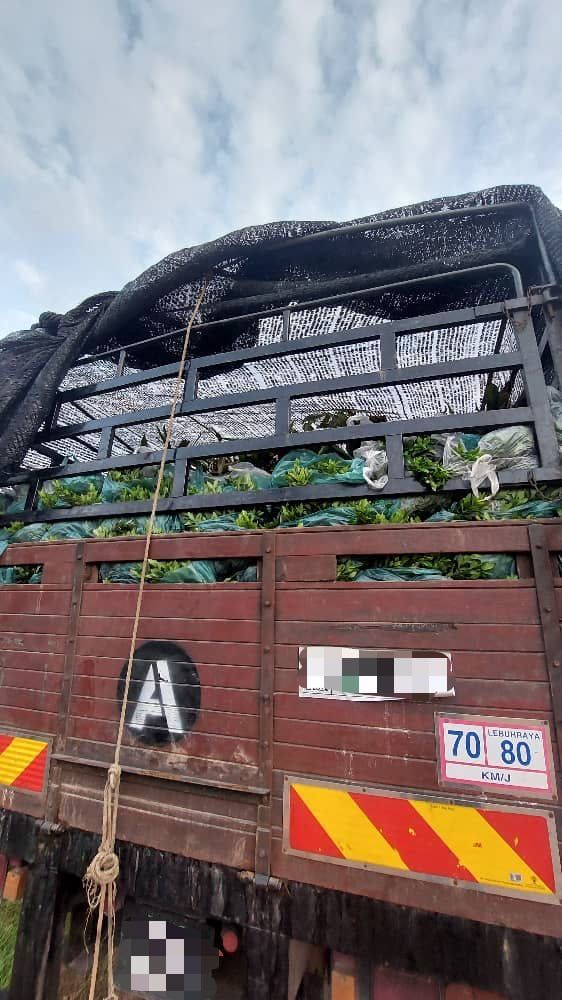 男子走私450万景观植物被捕