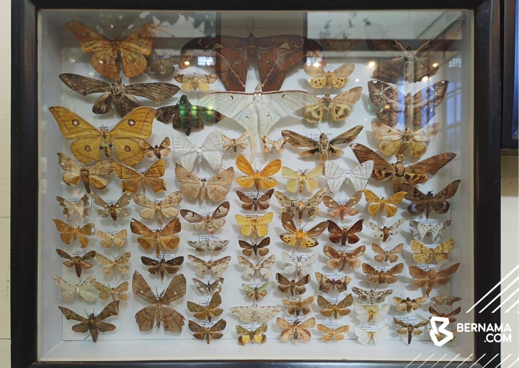 Galeri Borneensis UMS tempatkan 400 spesies kupu-kupu diawet untuk rujukan ilmiah