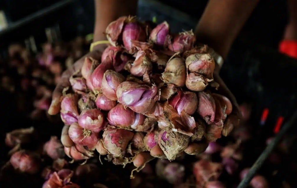 采用物联网技术收获首批小红葱  雪州进一步减少对进口农产品依赖