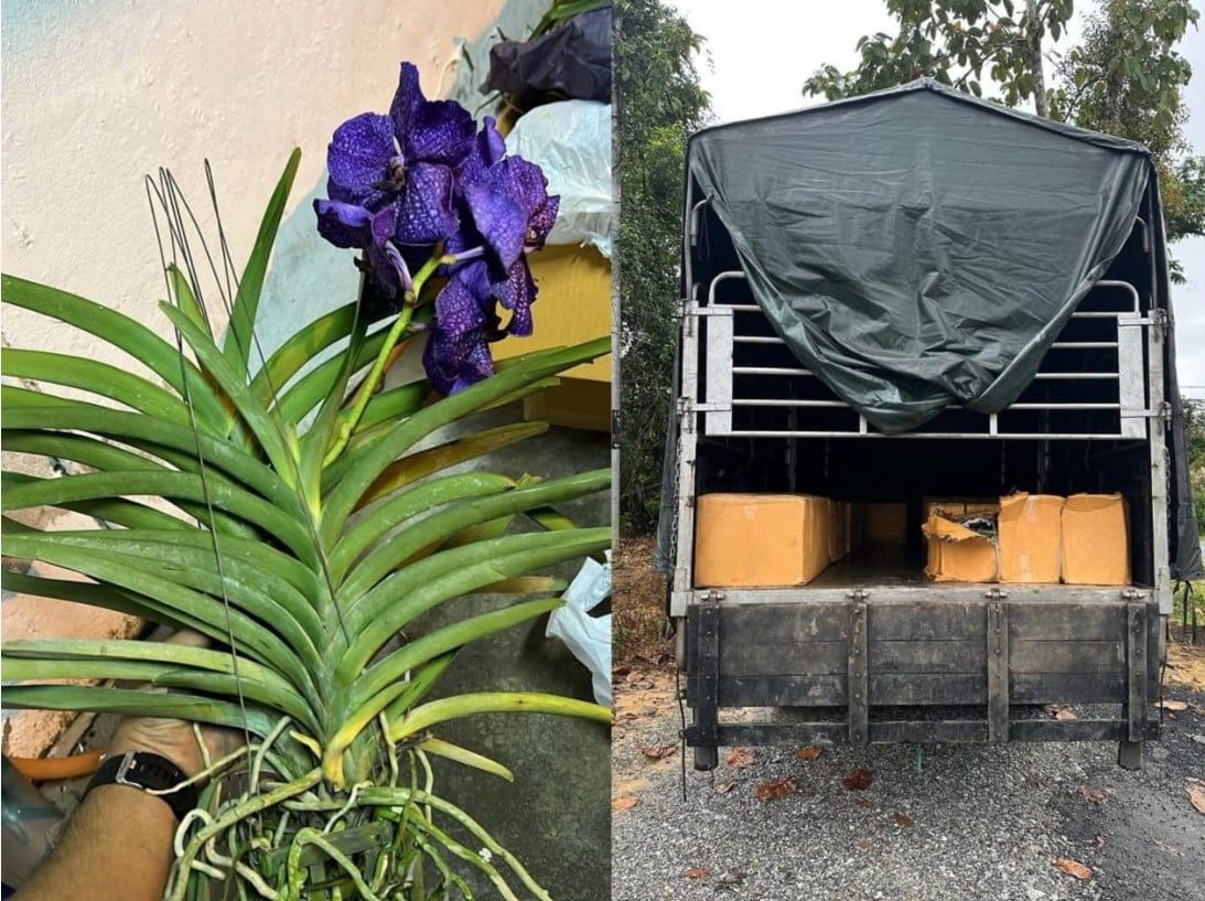 警方截获290株走私兰花    巴西马起获市值7.2万冰毒