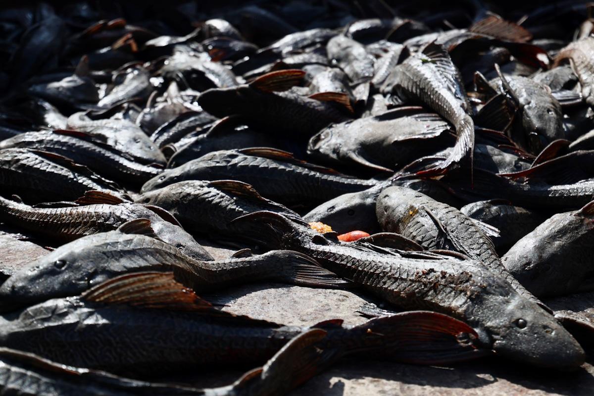 Pleco-catching initiative to be expanded next year — Exco