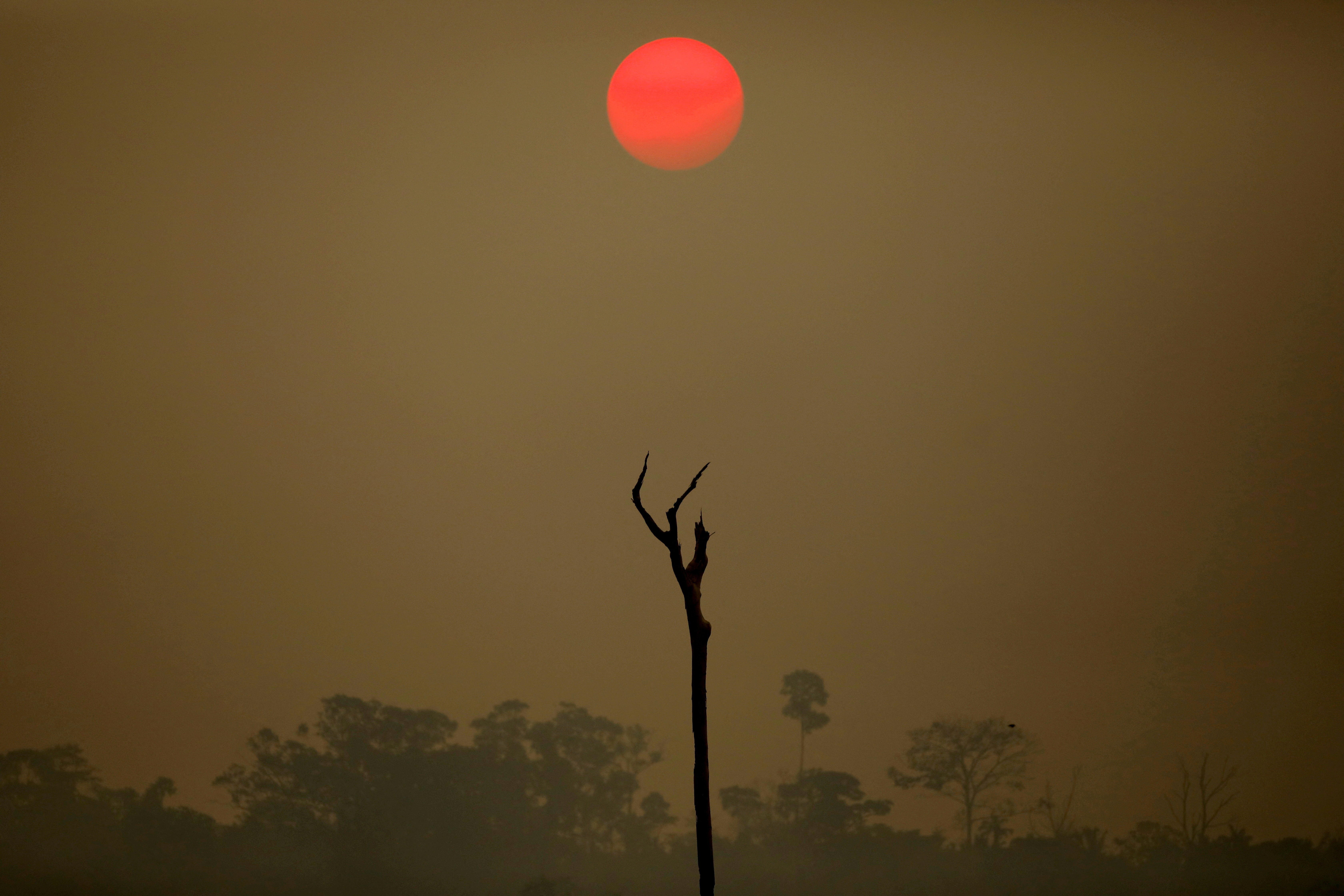 EU delays deforestation ban but discards changes