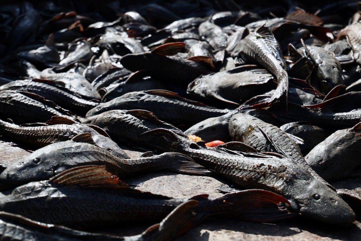 每公斤奖励1令吉  捕捉清道夫鱼计划12月继续