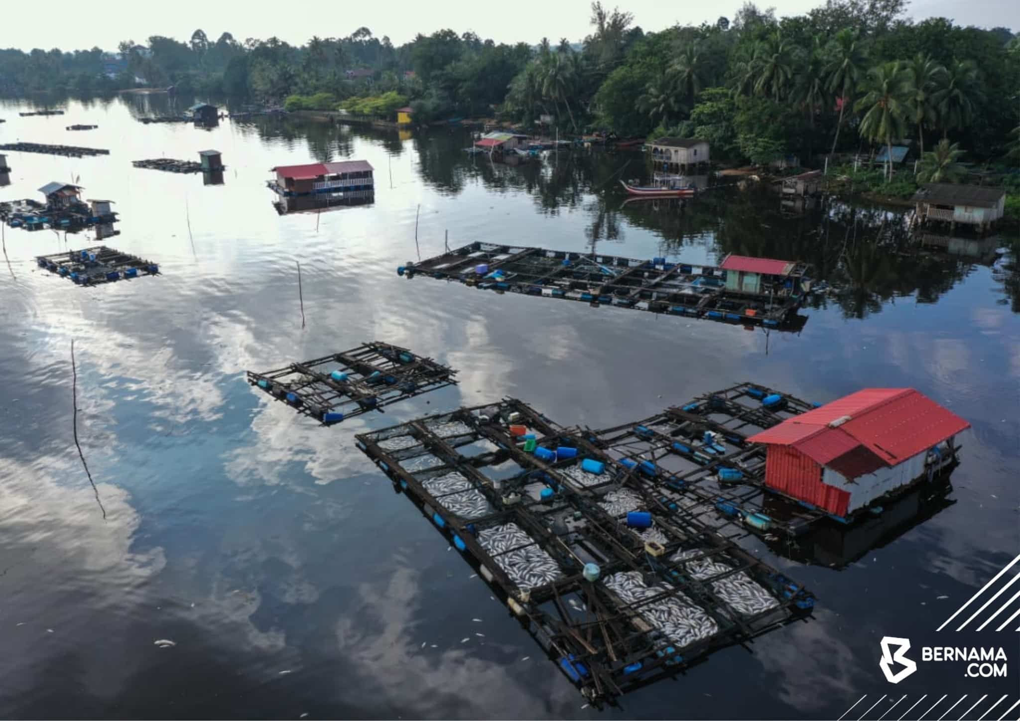 Banjir: 2,000 ikan sangkar mati, pengusaha rugi lebih RM1 juta