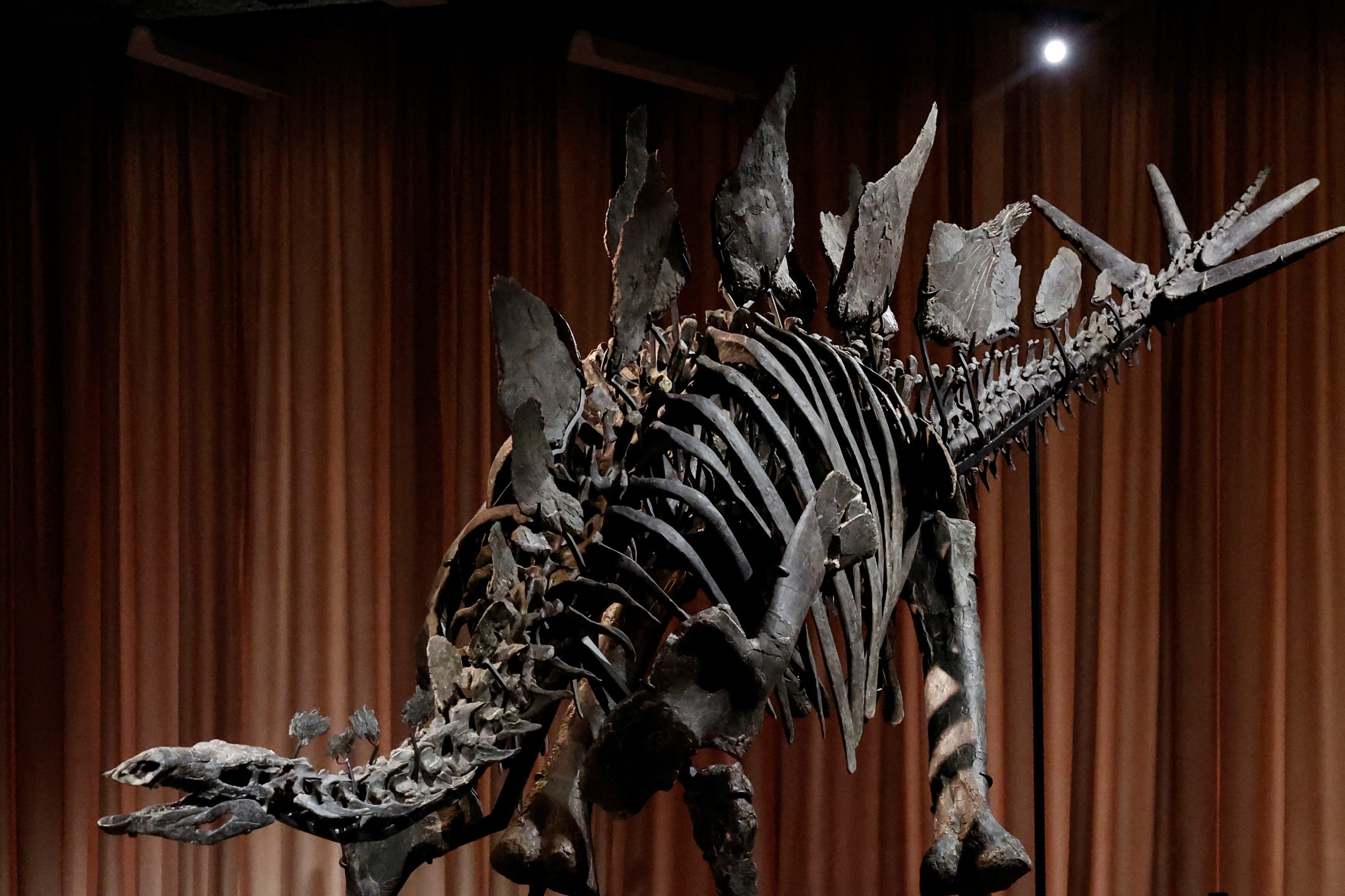 New York museum unveils 'Apex' — an almost complete Stegosaurus