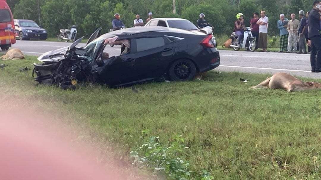 四驱车撞牛群误入逆向车道 迎面轿车撞上魂断公路