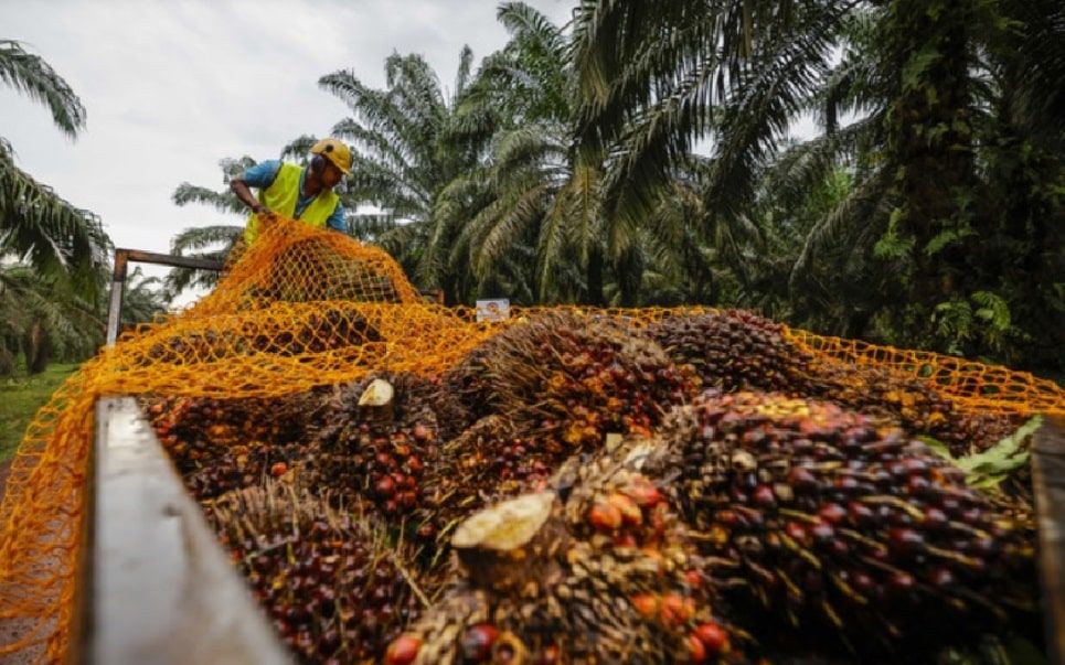 CPTPP：大马棕油产品料获英国零关税待遇