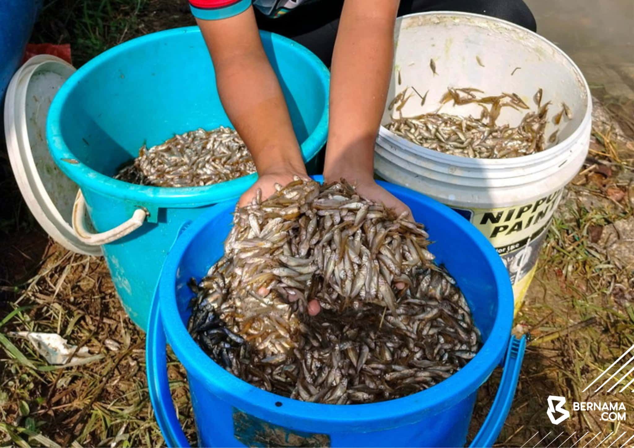 Ribuan anak ikan muncul, penduduk Pasir Mas raih pendapatan sampingan