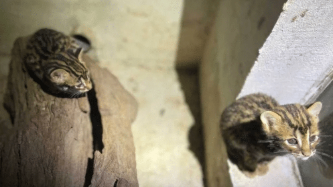 அழிந்து வரும் விலங்குகளை சட்டவிரோதமாக வேட்டையாடும் கும்பல் முறியடிப்பு