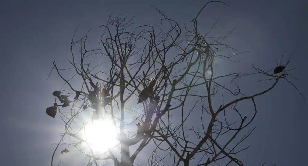 去年全球最热国家大马排第4  气象局：今年料不会有异常高温