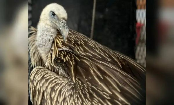 莎阿南i-City附近有秃鹫出没 动保机构成功营救!