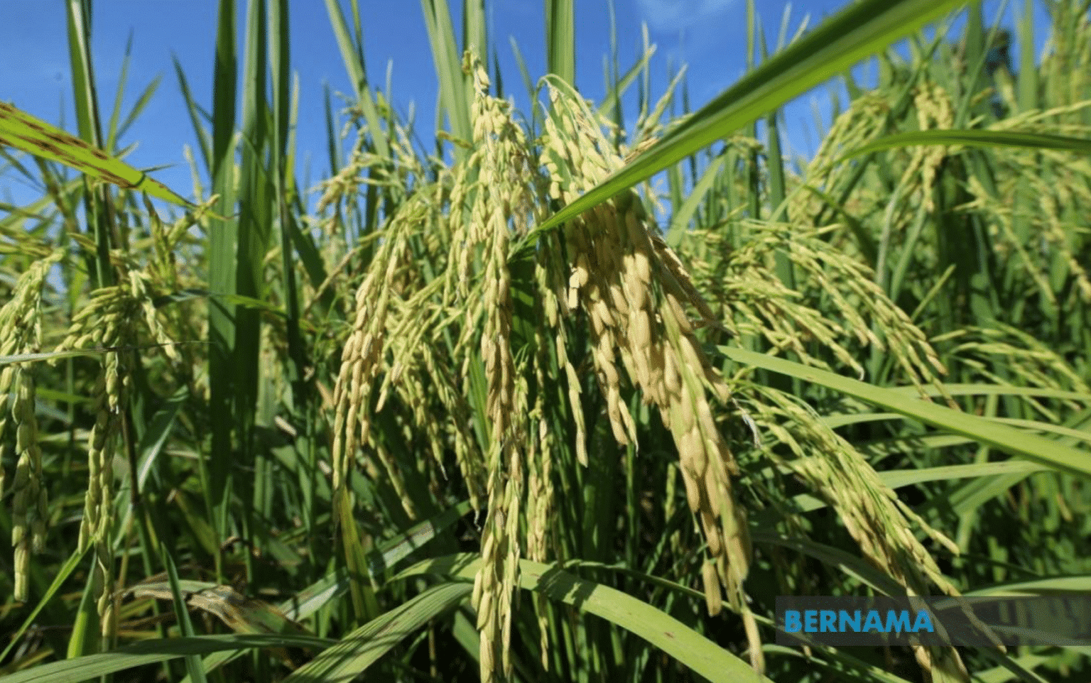 இந்தோ. அதிபரின் வருகையின் போது இடையூறு ஏற்படுத்தாதீர்- விவசாயிகளுக்கு பிரதமர் அறிவுறுத்து