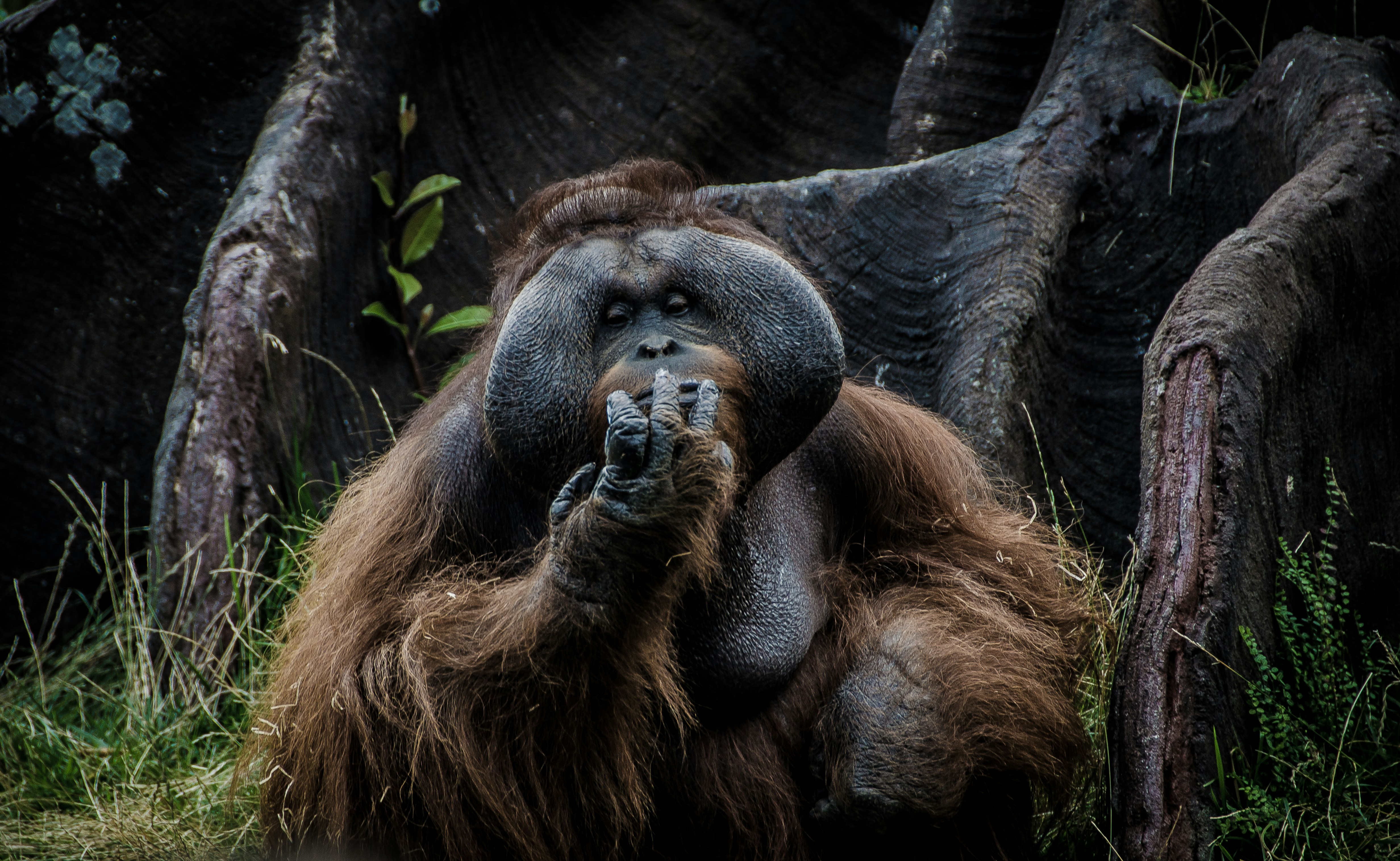 Planet of the dying apes: Extinction threatens Malaysia’s primates