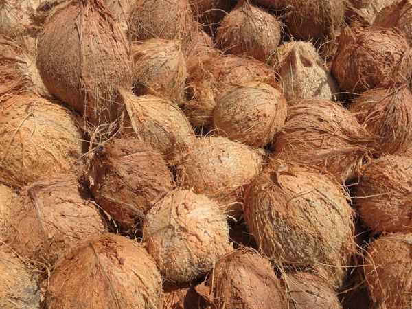 மலேசியாவிலிருந்து சீனாவிற்கு தேங்காய்கள் ஏற்றுமதி