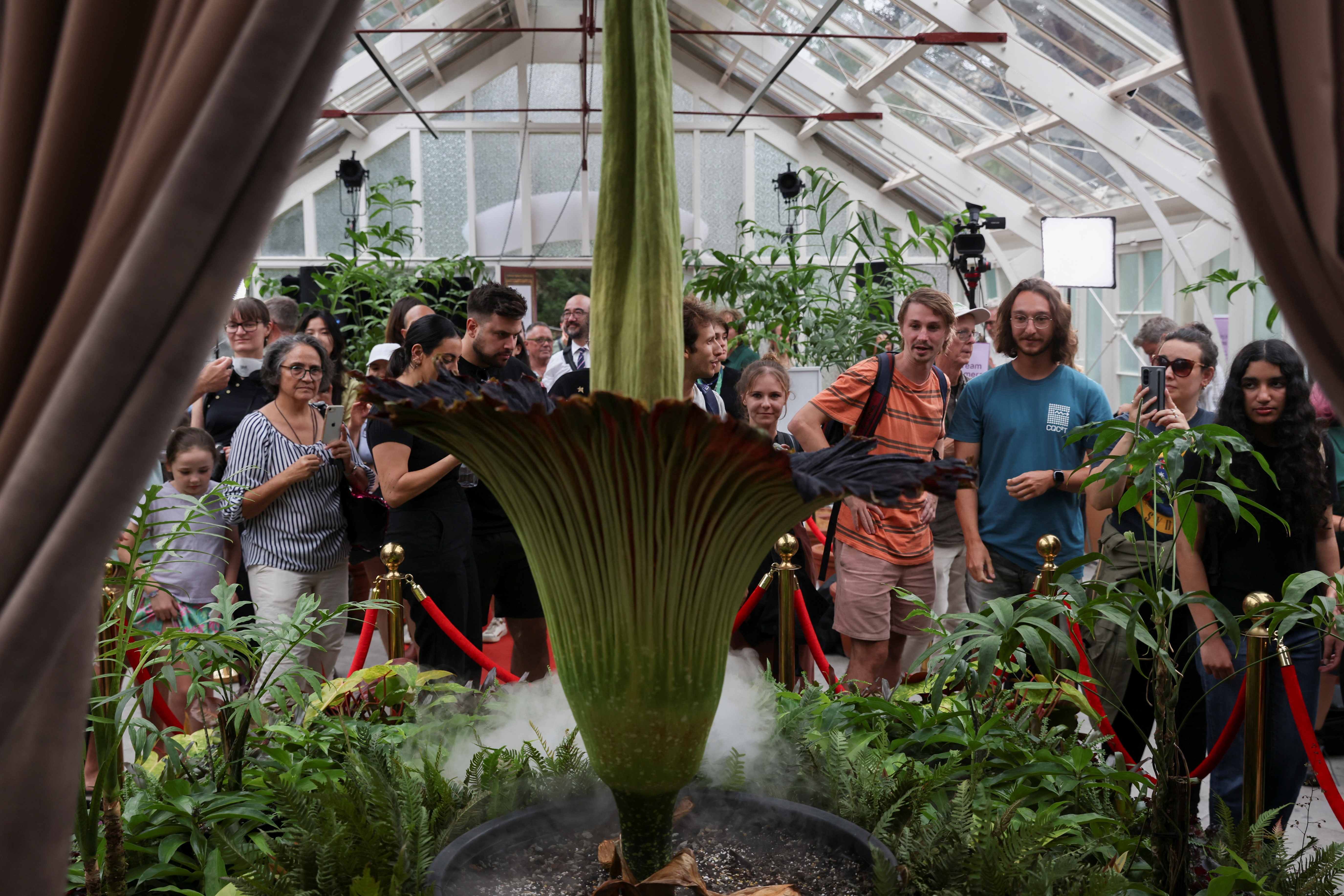 Rare and smelly corpse flower nicknamed Putricia blooms in Sydney