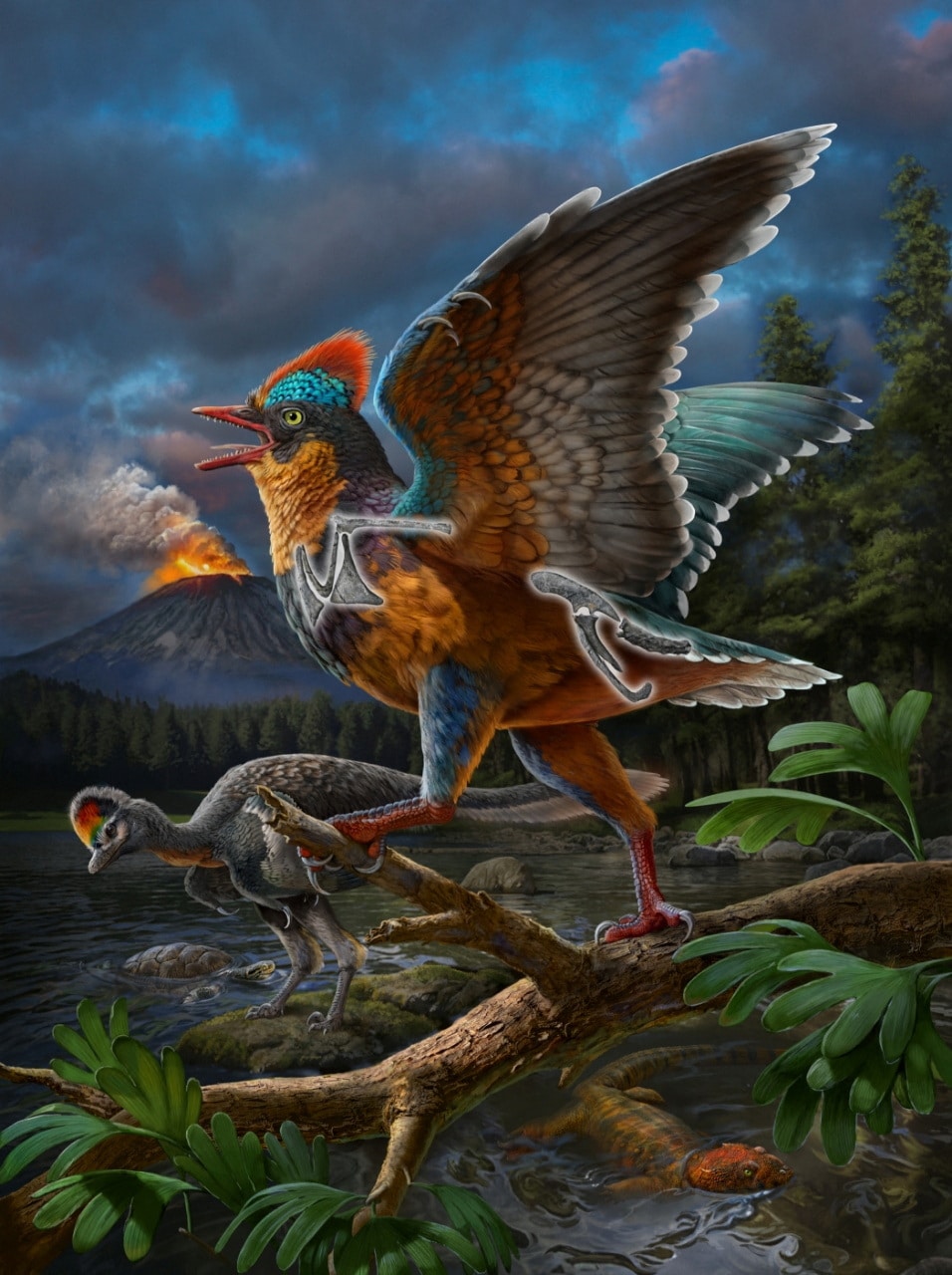 Jurassic fossil from China rewrites history of bird evolution