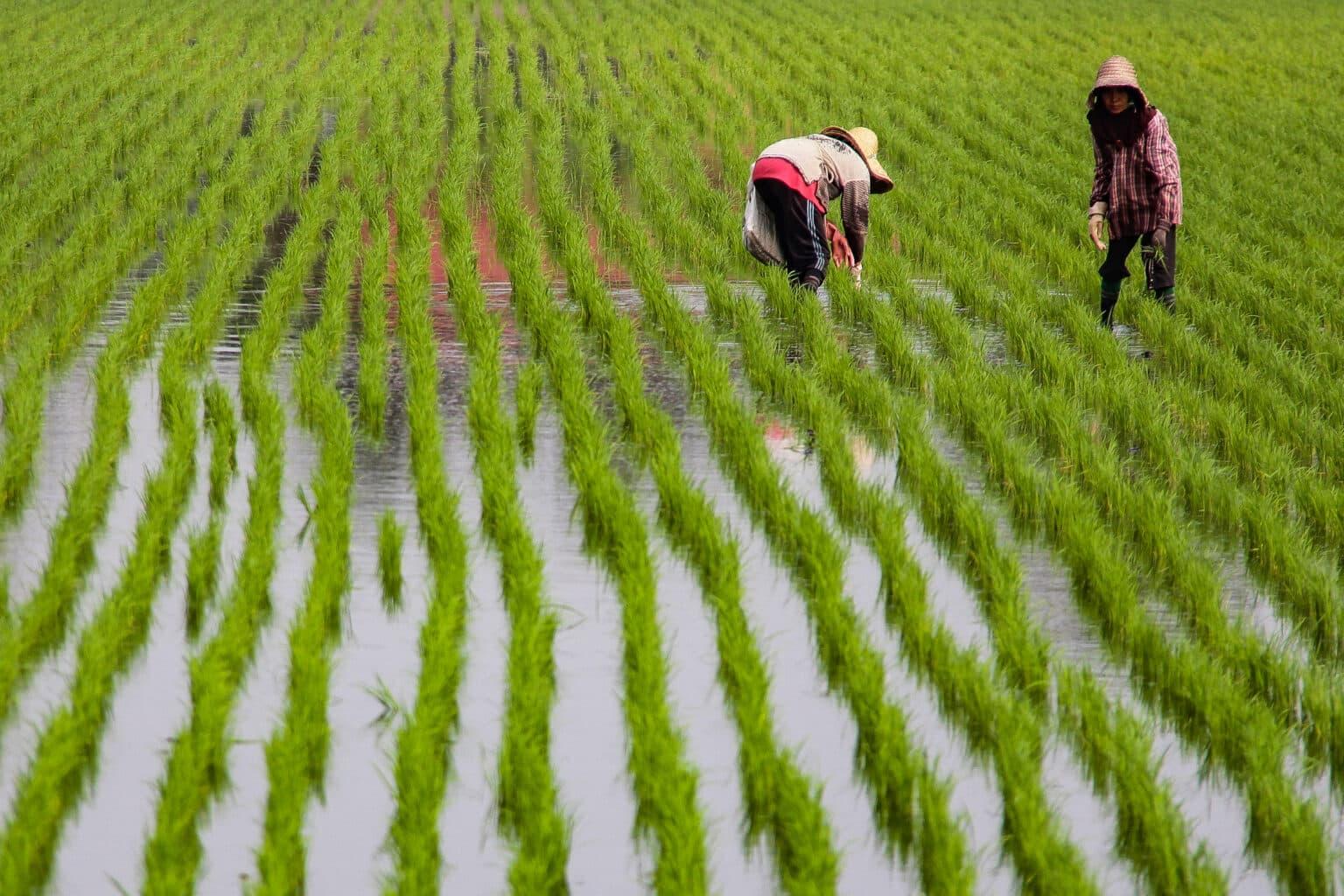 Ahli parlimen cadang pinda akta, perbuatan campur beras import, tempatan kesalahan jenayah