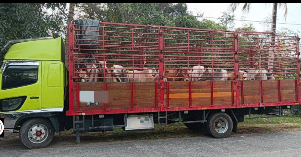 警方起获20头疑走私牛只