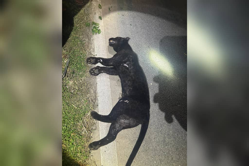 疑被车辆撞死   约50公斤云豹卧尸路中