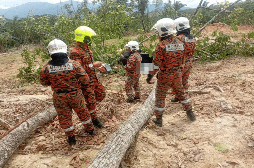 老翁伐木时被大树压死