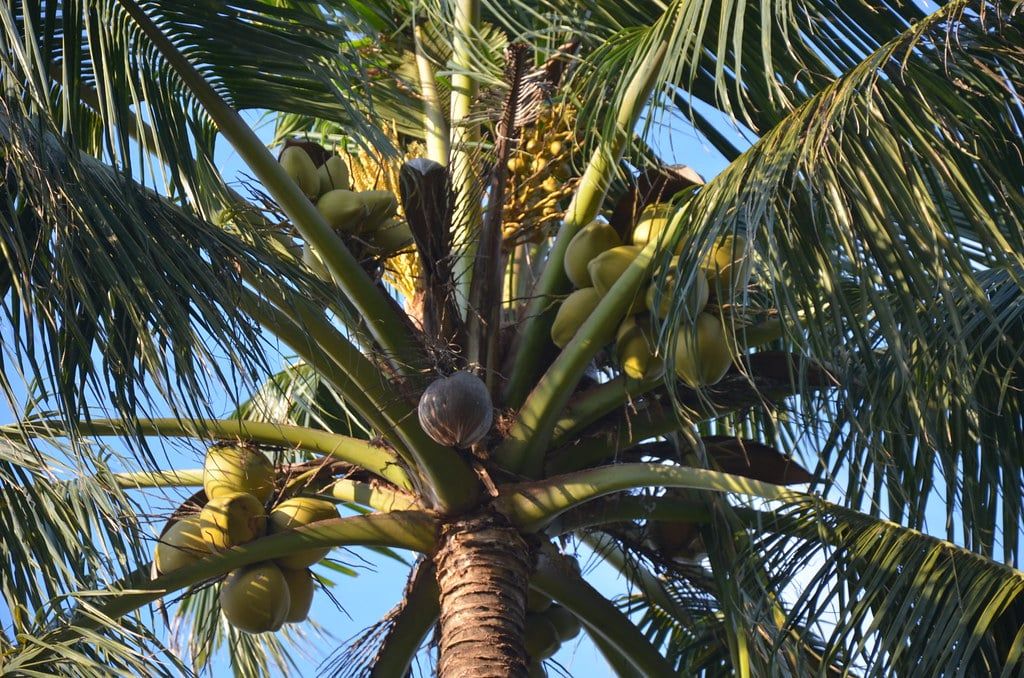 联邦农业销售局保证斋戒月椰子供应充足