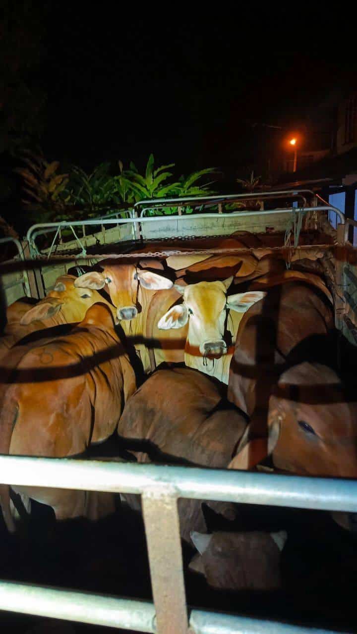 普通行动部队瓦解牛和杂货走私品活动