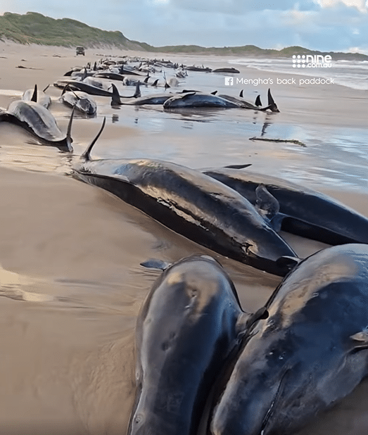 逾150头鲸鱼集体搁浅澳洲海滩