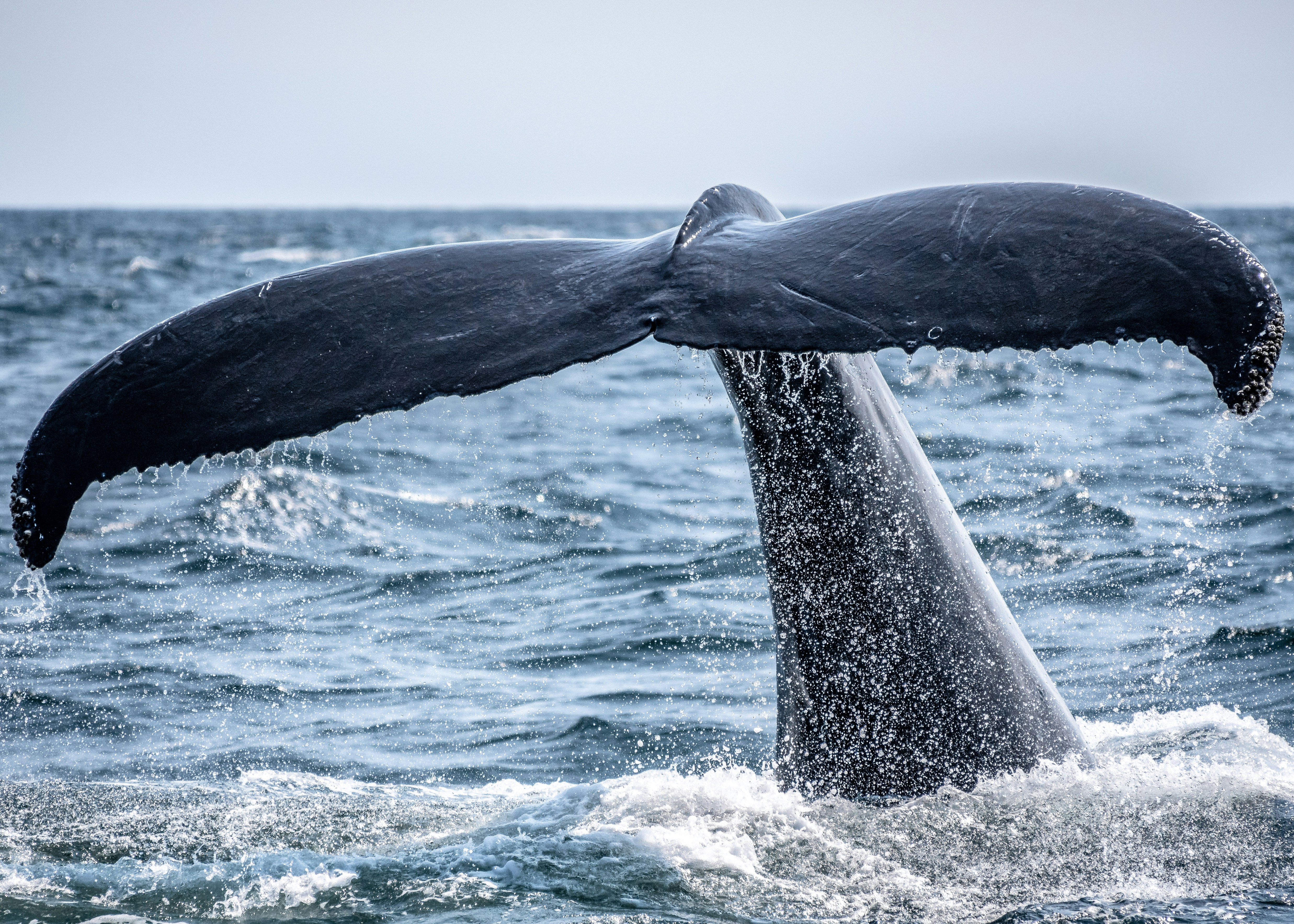 Fisheries Dept urges public support for marine mammal conservation efforts