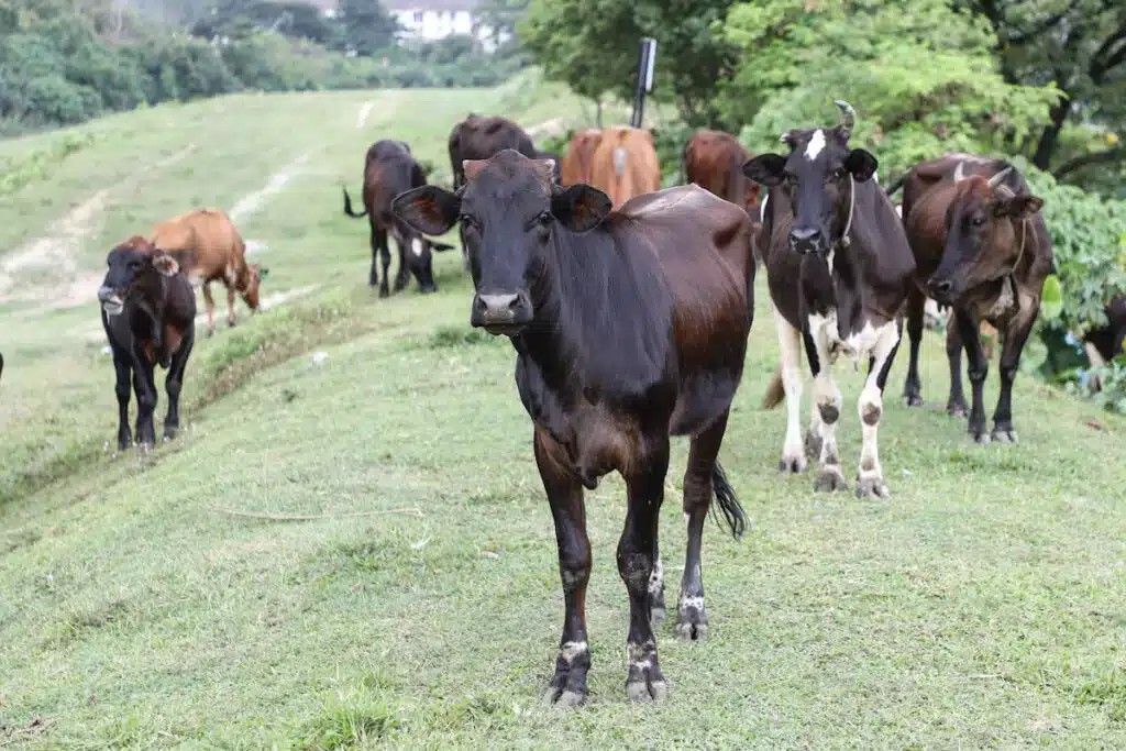 2军人偷牛不果自首被捕