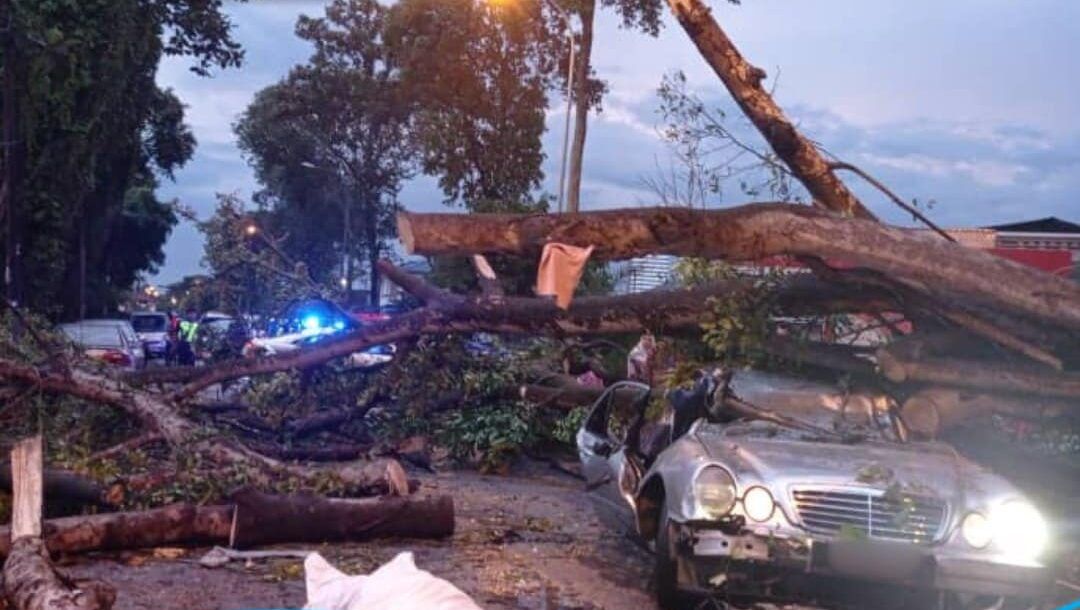 轿车暴雨中被倒下大树压中   同车父亲丧命.儿子获救
