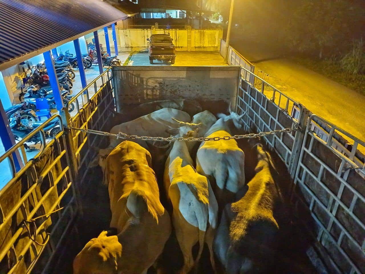 走私8牛被识破 青年落网助查