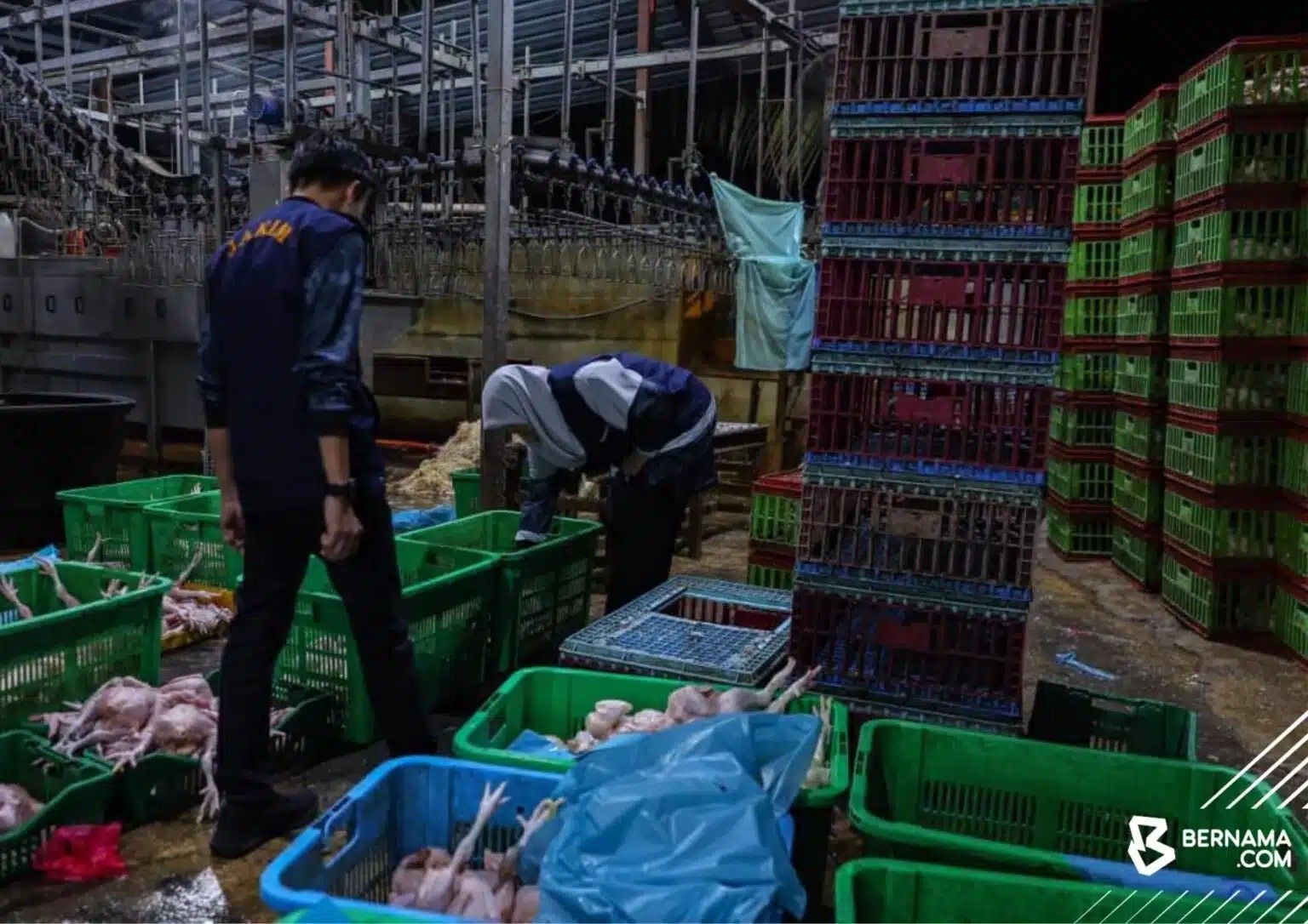 蕉赖2非法宰鸡场遭取缔   鸡肉置地面.作业环境脏乱！