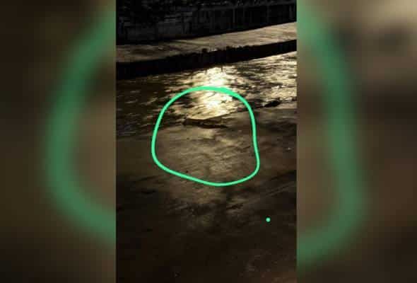 கிள்ளான் ஆற்றில் மூன்றாவது முறையாக முதலை தென்பட்டது