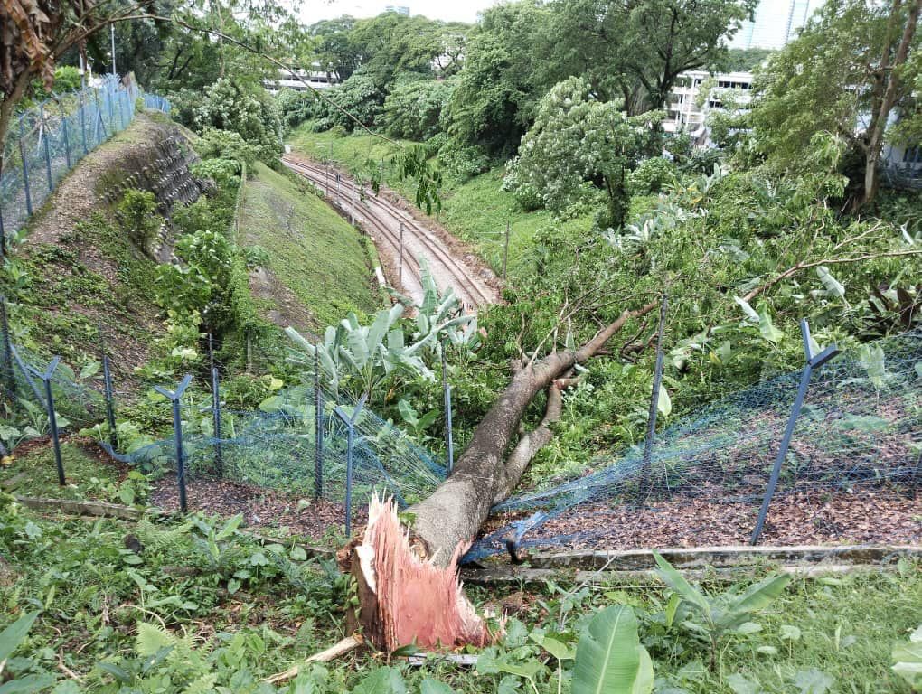 树倒损坏高架电缆  电动火车服务受影响