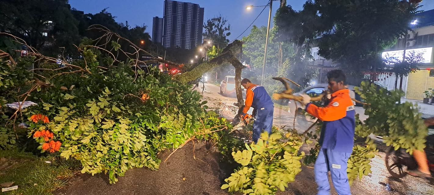 蒲种午后豪雨致树倒    梳邦市厅火速清理