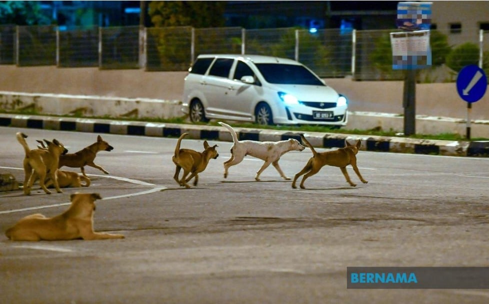 Kanak-kanak empat tahun cedera parah di kepala selepas diserang sekumpulan anjing