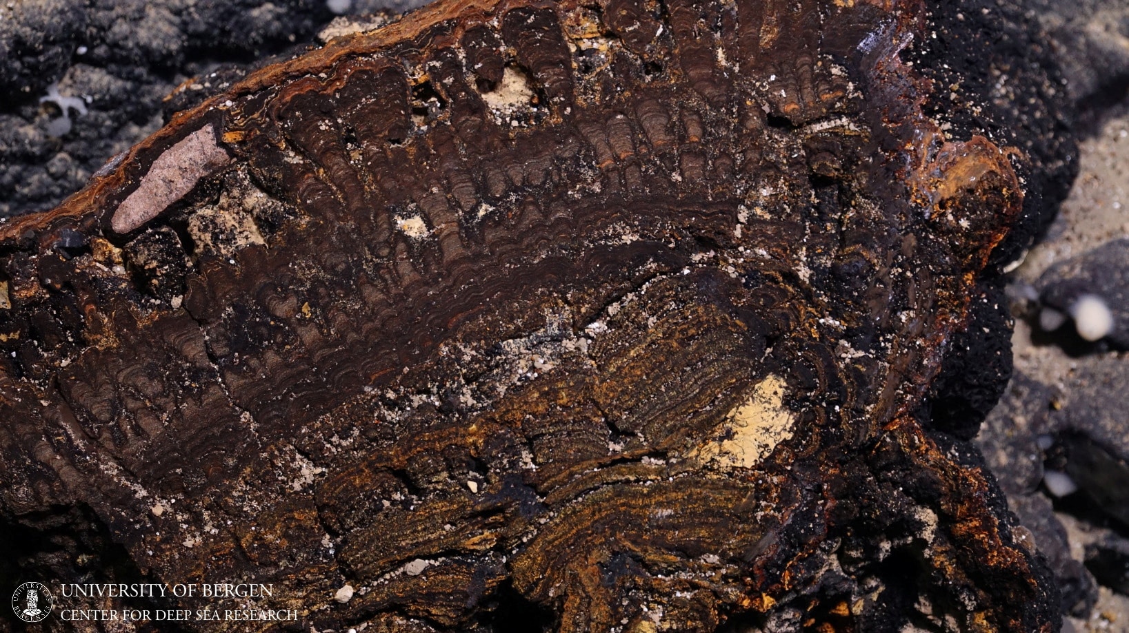 ‘Deep-sea mining impacts still felt 40 years on’