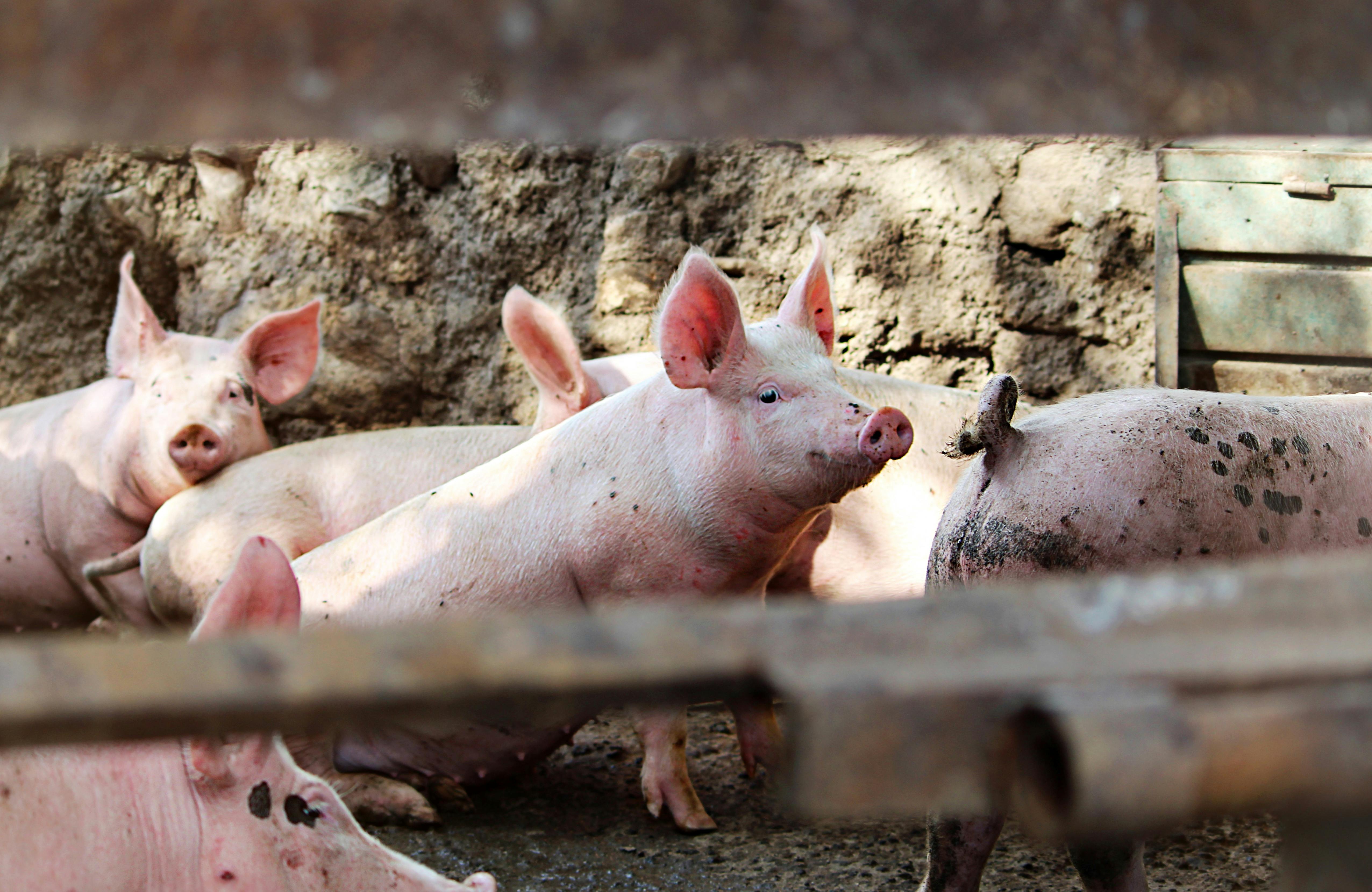 DVS foils attempt to transport ASF-infected pigs