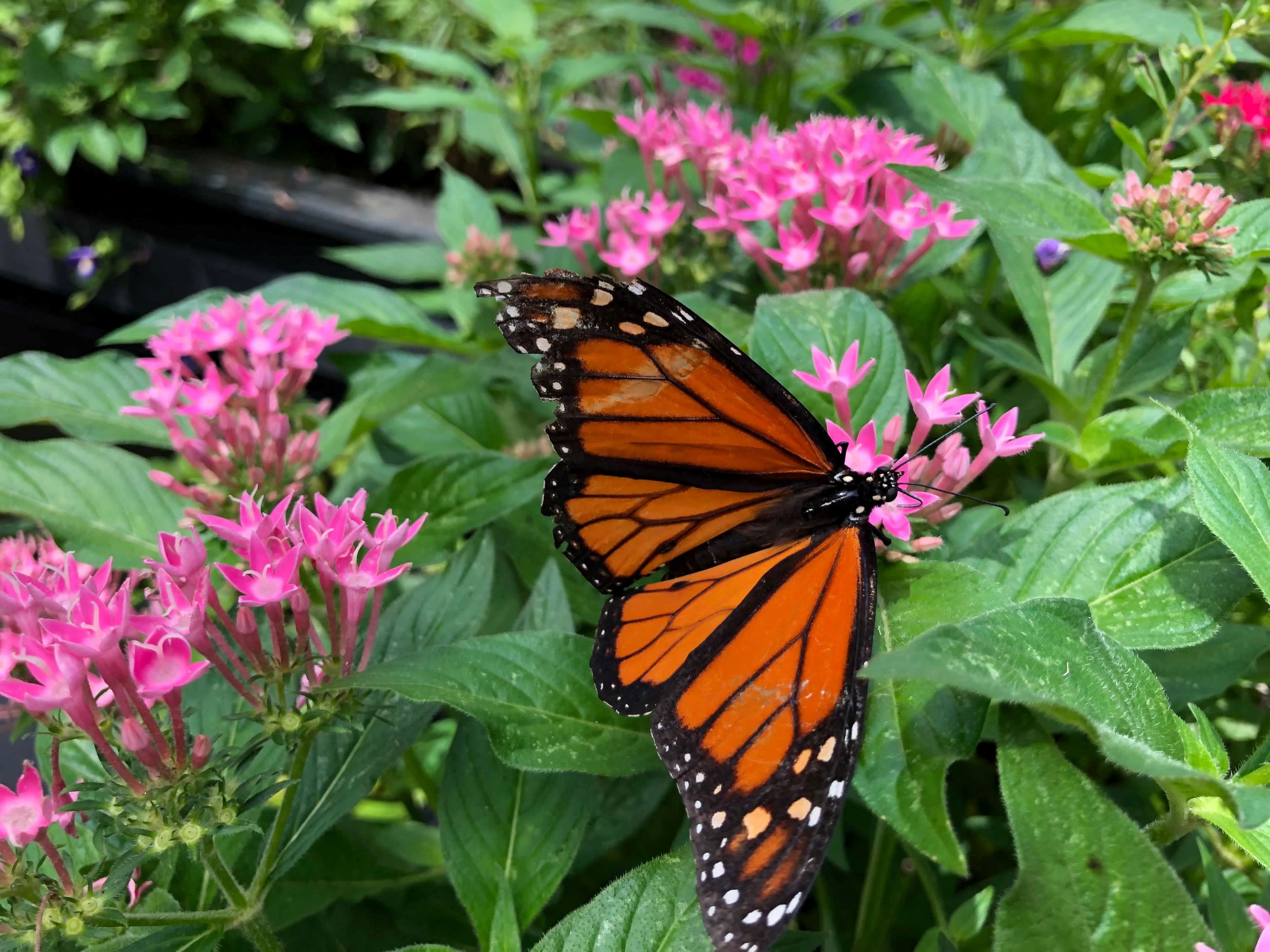 Butterfly populations plummet in US in just 20 years