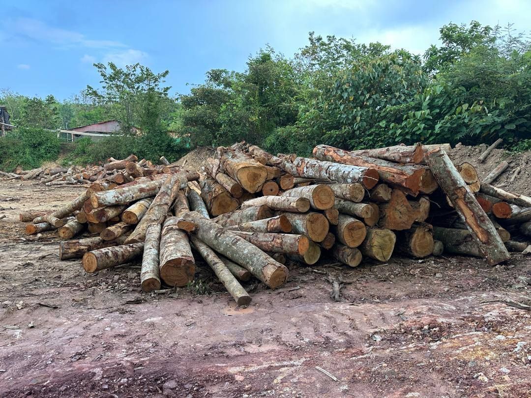 警方巴西马2场宏愿獠牙行动  起获木材.树桐.观赏植物