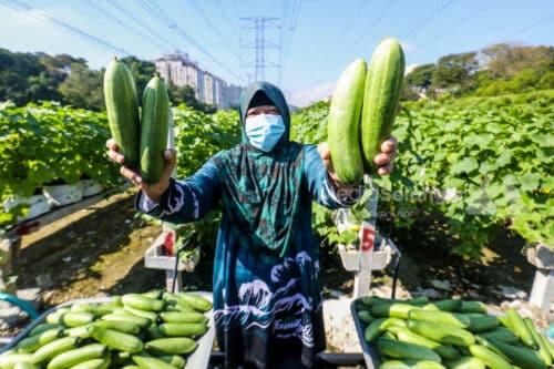 Lebih 6,000 sertai IPR, 40 peratus raih pendapatan lebih RM2,000 sebulan