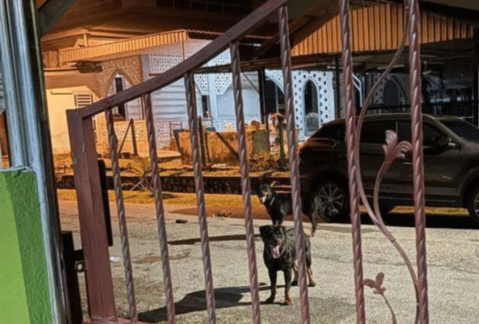 ராட்வீலர் நாய்கள் தாக்கியதில் பெண் ஒருவர் படுகாயம்