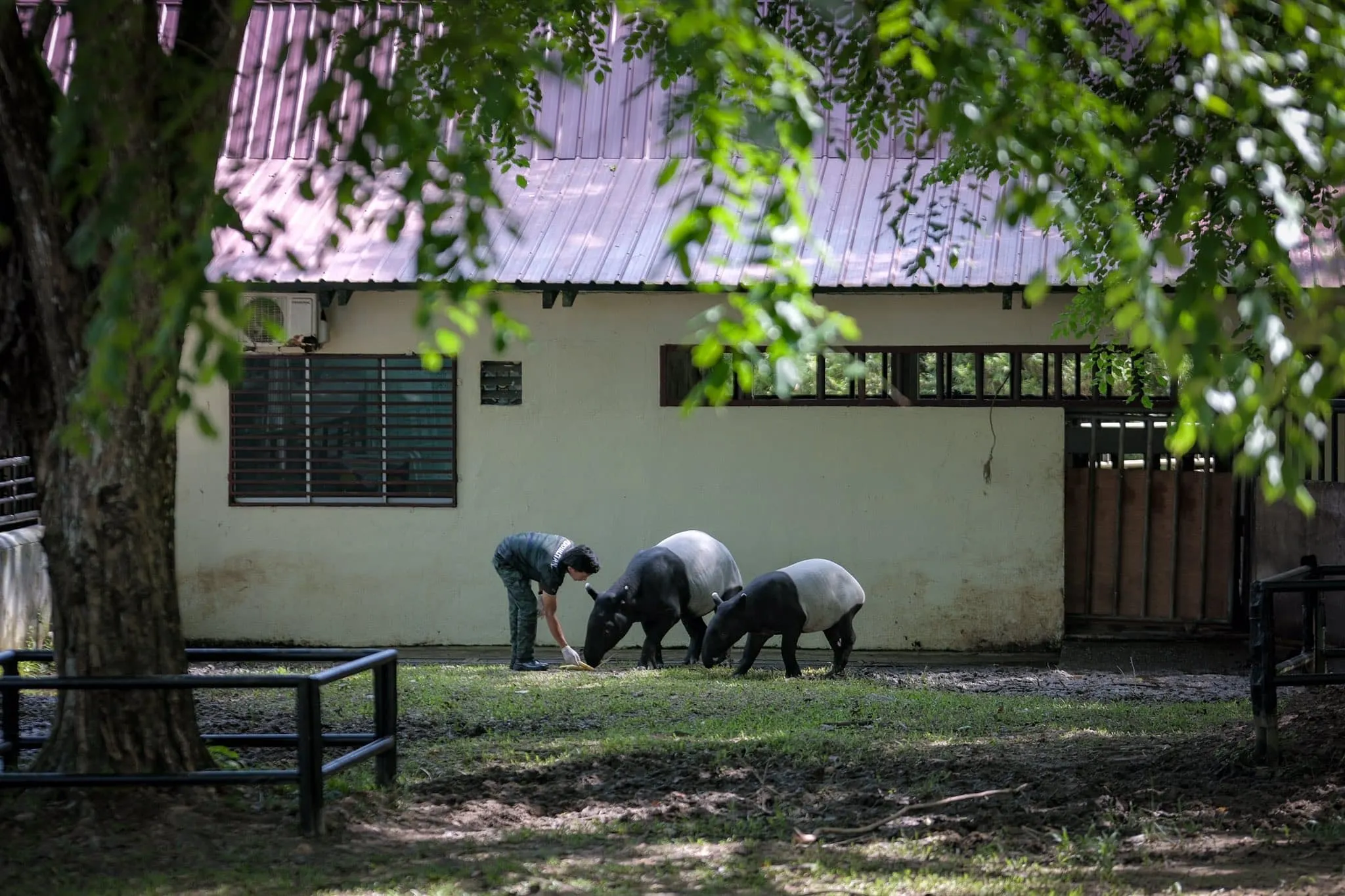 2020至去年112马来貘命丧公路  聂纳兹米：采数创新举措应对