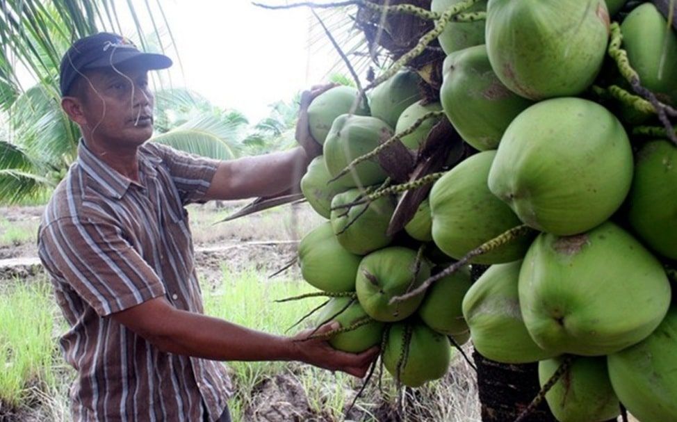 大马新鲜椰子出口中国  农业局：班兰香椰优先