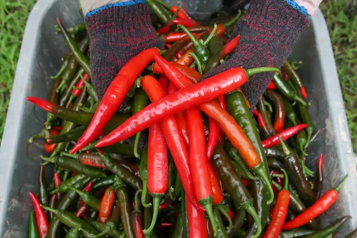 இறக்குமதி பெர்மிட் நிபந்தனை மீறல்-  14 டன்  மிளகாய் பறிமுதல்