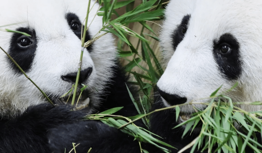ஃபூ வா மற்றும் ஃபெங் யி எனும் பாண்டா ஜோடி சீனாவிற்கு திரும்ப அனுப்பப்படும்